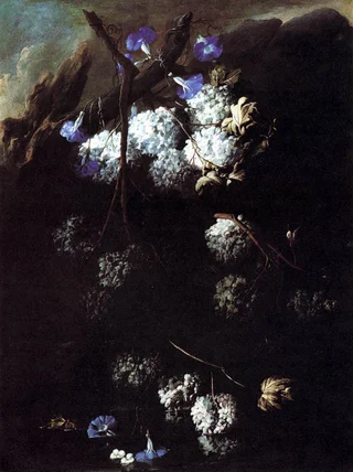 Andrea Belvedere