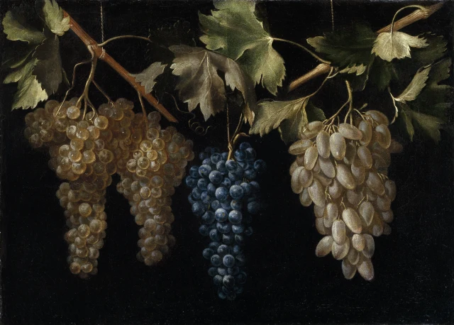 Four Bunches of Hanging Grapes