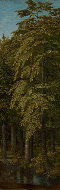 Wooded Landscape