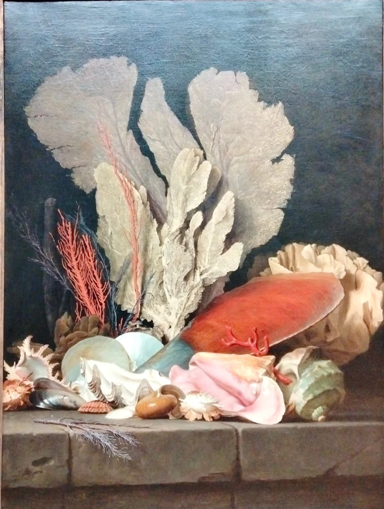 Plumas de mar, litófitos y conchas