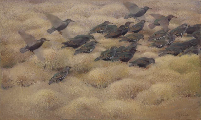 Migrating Starlings
