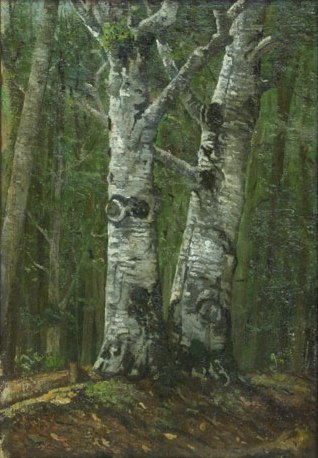 Beech forest in summer
