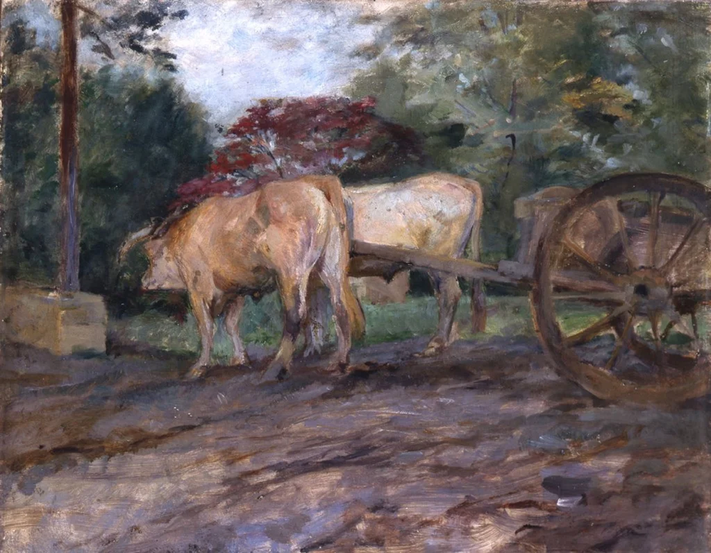 Oxen under the yoke