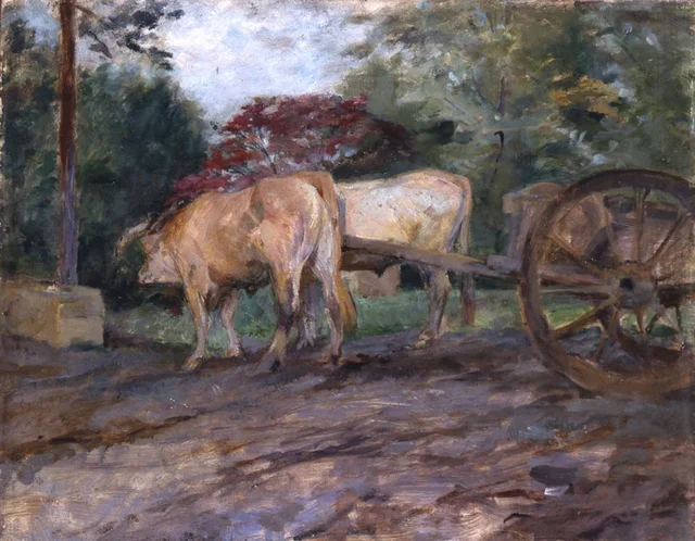 Oxen under the yoke