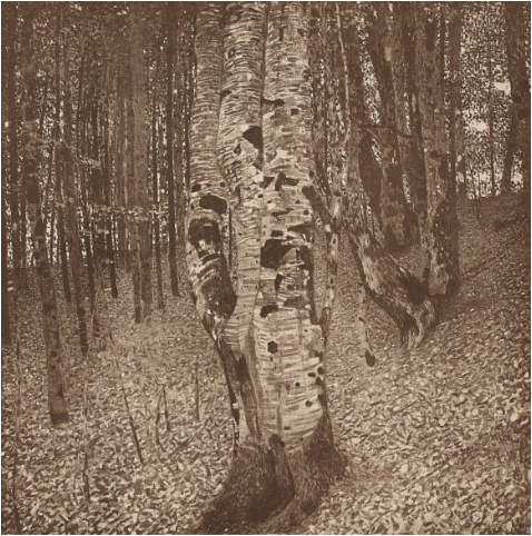 Beech Grove II