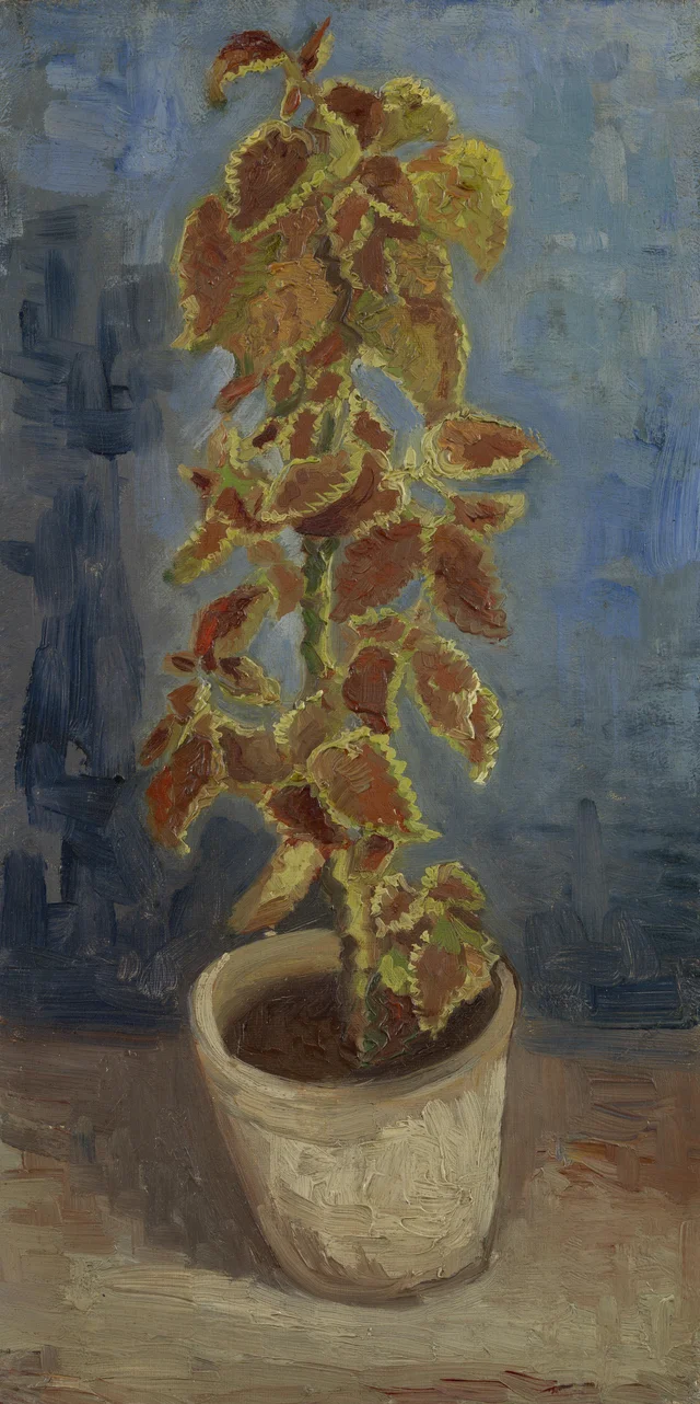 Flame Nettle in a Flowerpot