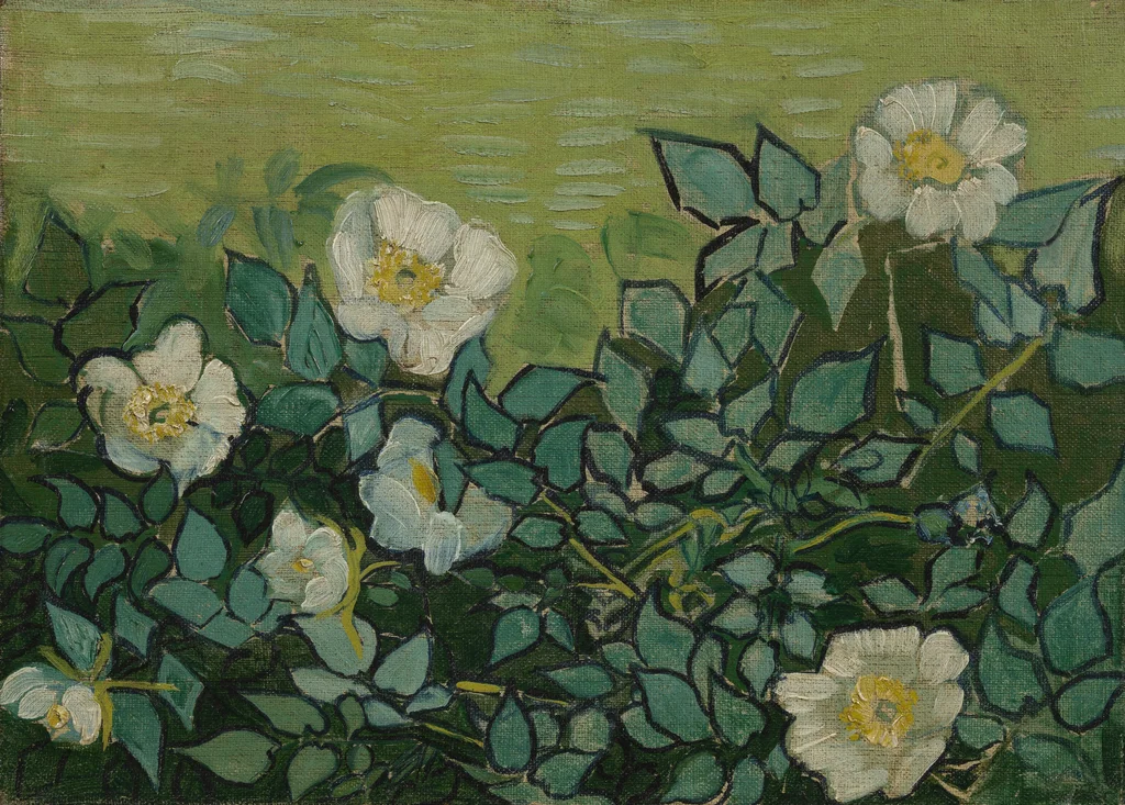 Rosas silvestres
