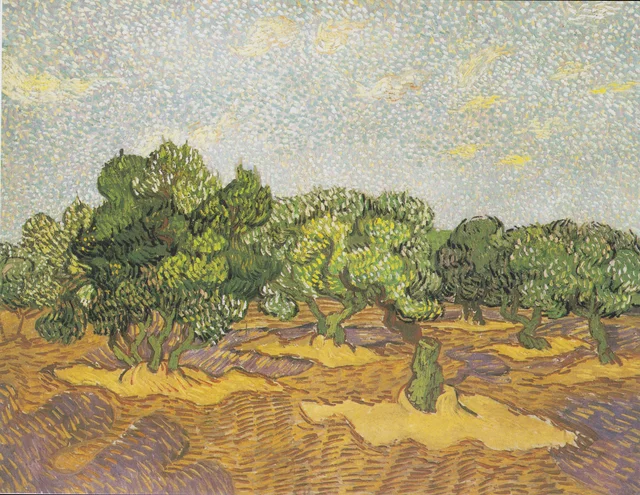 Olive Trees