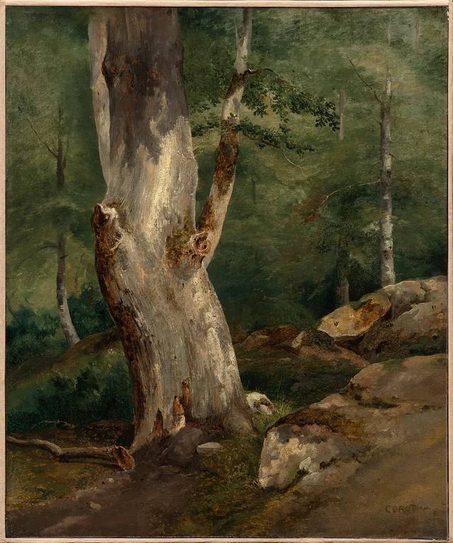 Alte Buche