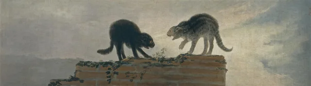Cat fight