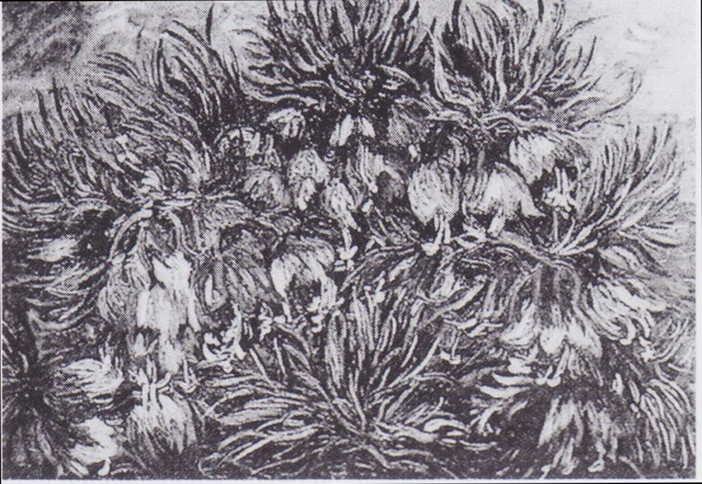 Fritillaries