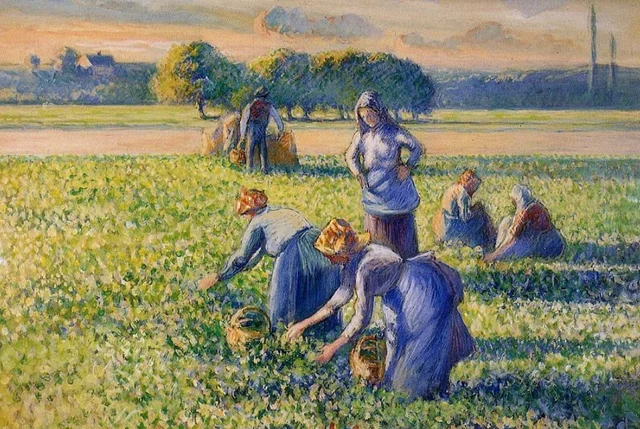 The pea harvest