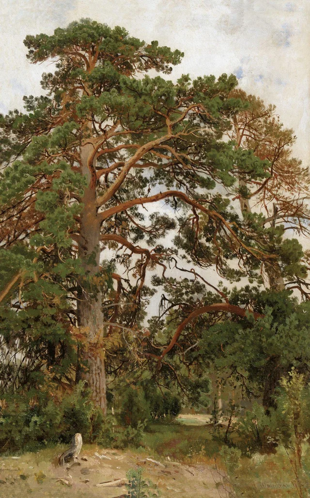 Landscape with pine