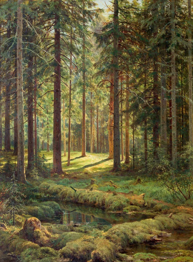 Coniferous Forest. Sunny Day