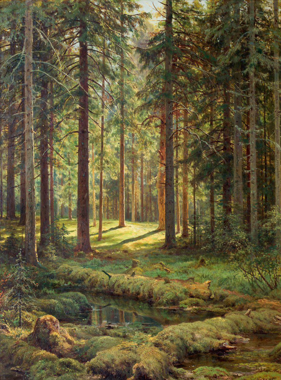 Forêt de conifères. Jour ensoleillé