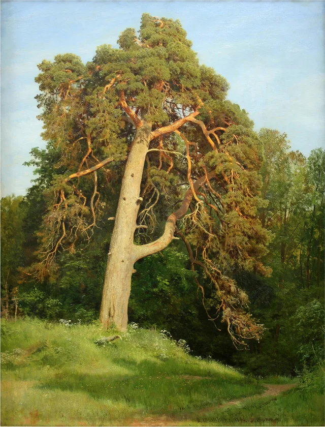 Kiefer. Merikül