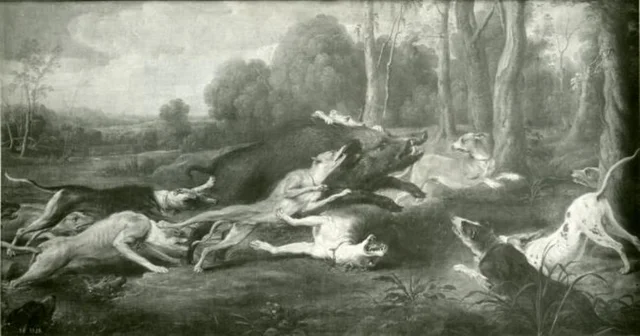 Cani che attaccano un cinghiale