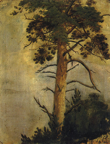 A Pine on the Rock