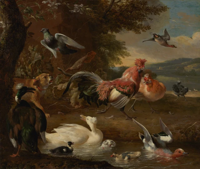 Chickens and Ducks