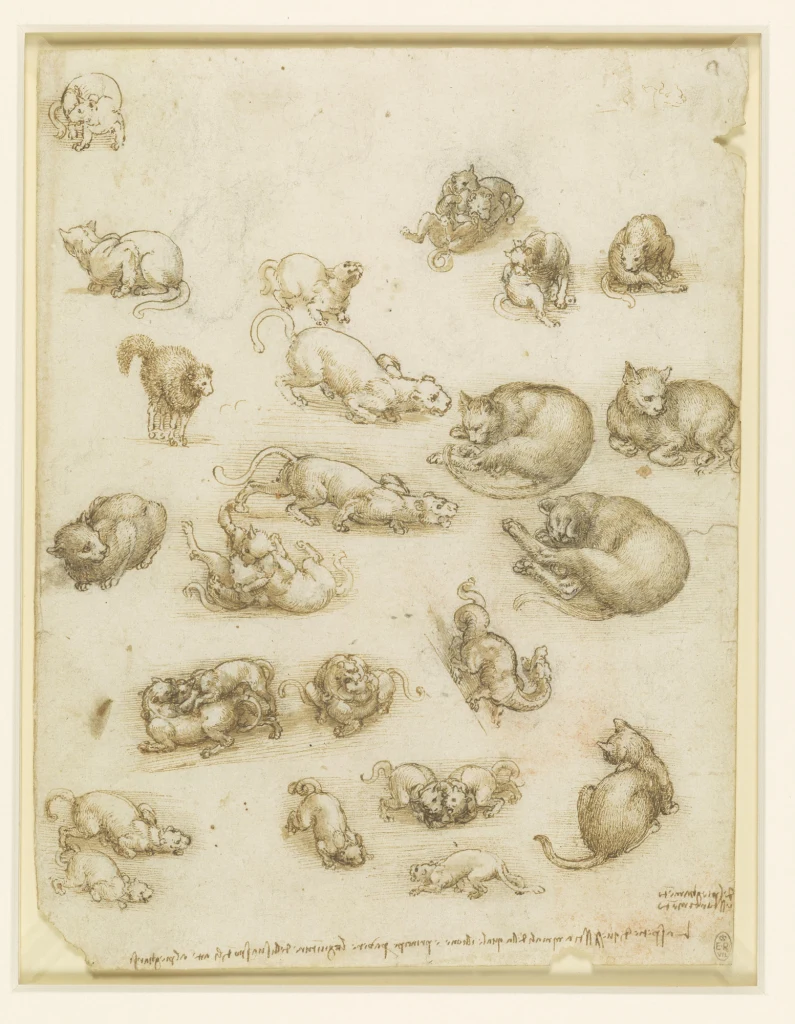 Cats, lions, and a dragon