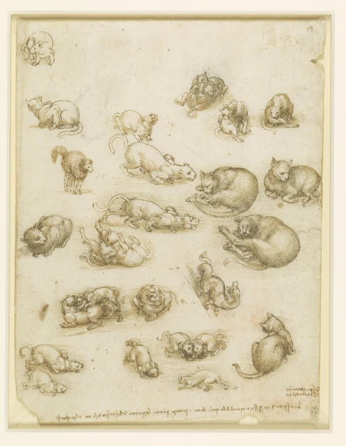 Cats, lions, and a dragon